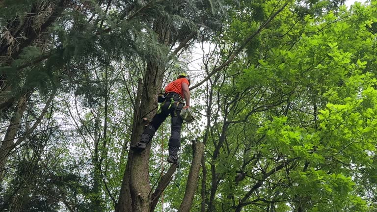 Best Tree Preservation Services  in Newport Beach, CA